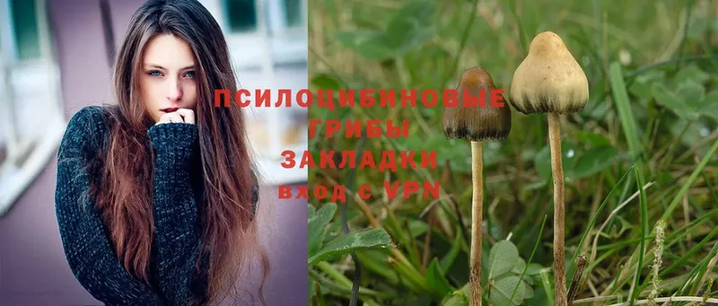 Псилоцибиновые грибы Magic Shrooms  купить  цена  Верхотурье 